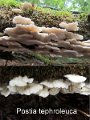 Postia tephroleuca-amf1576-1